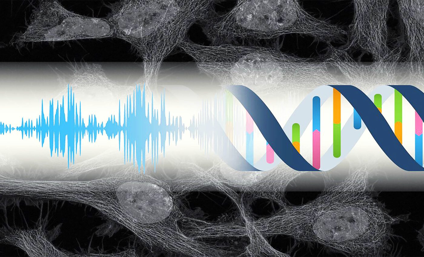 Our cells react to sounds we can't even hear