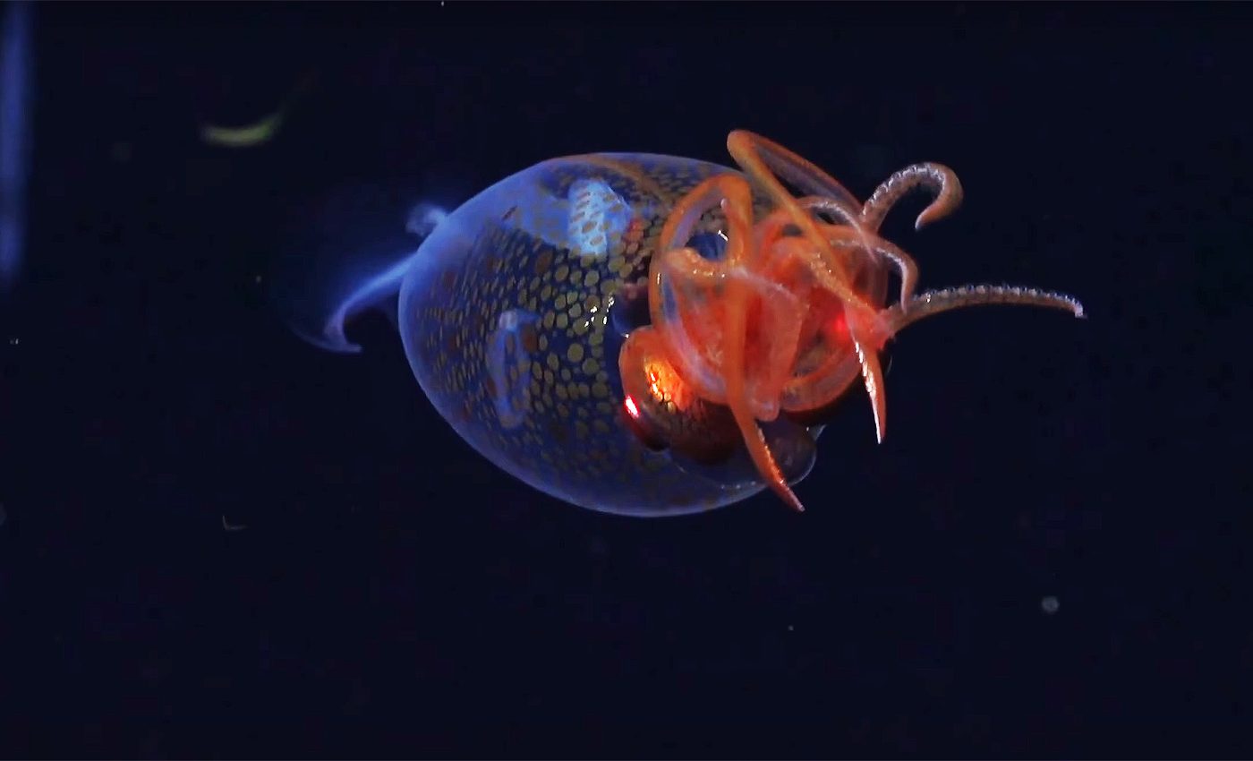 Living baby colossal squid captured on video for the first time ever