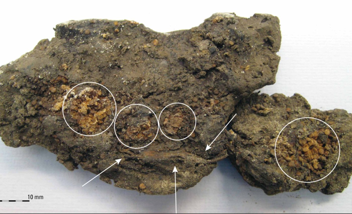 Archaeologists find hallucinogenic seeds in ancient bones