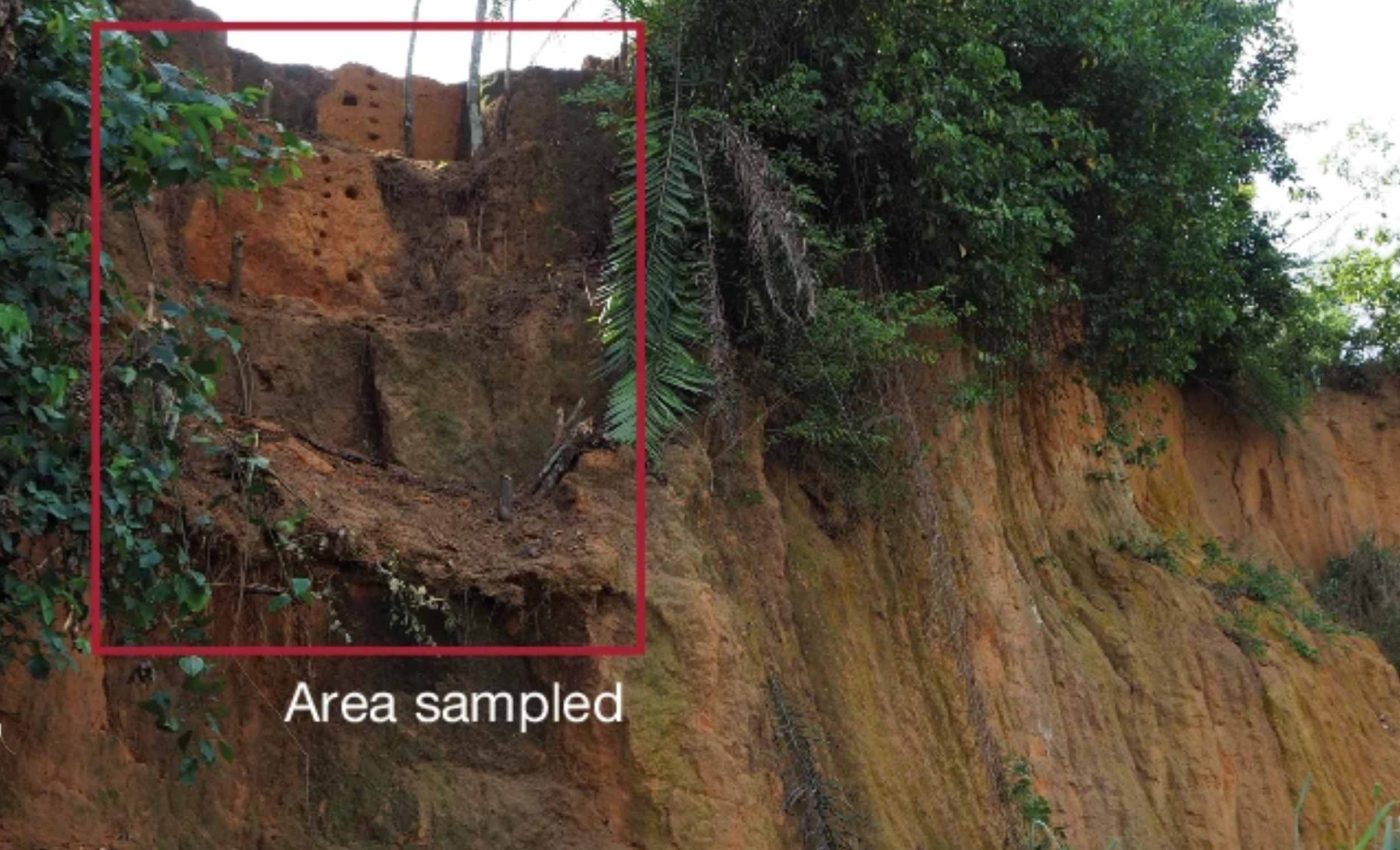 Primitive tools reveal early humans lived in a harsh, forgotten jungle 150,000 years ago