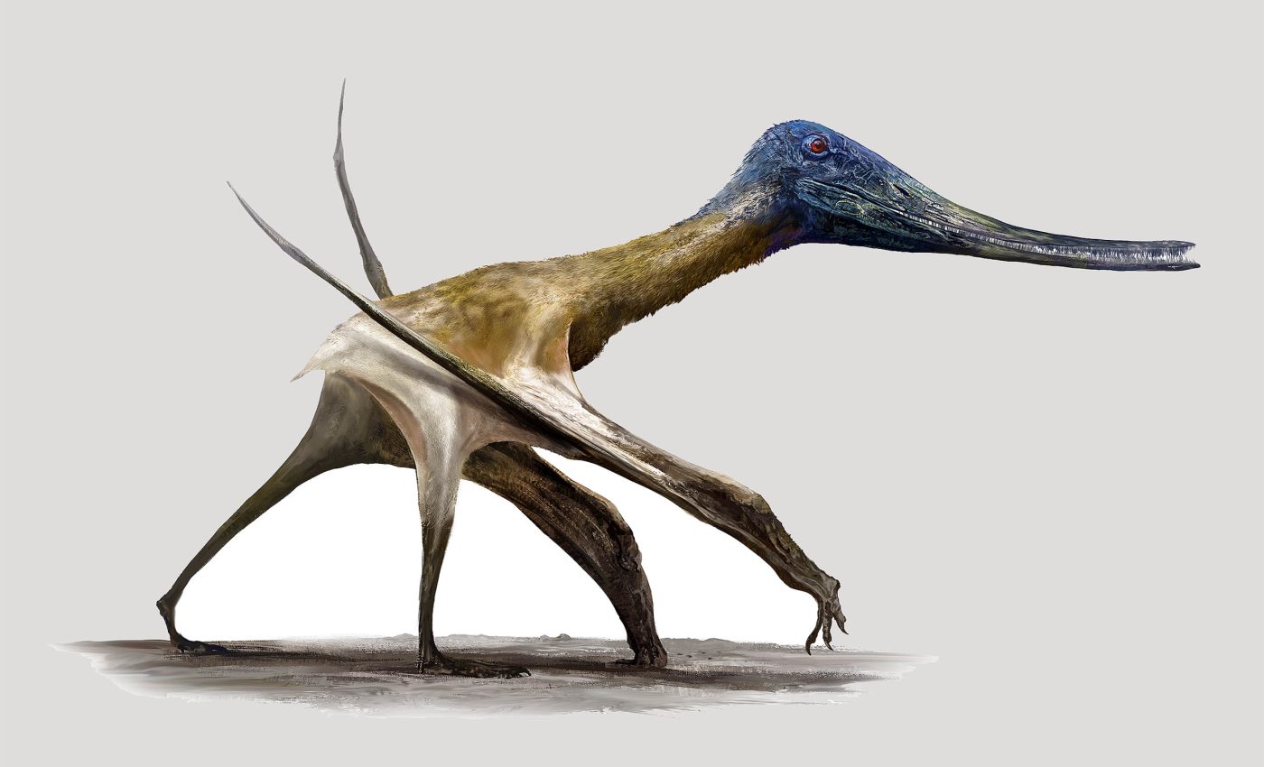 Pterosaur footprints discovery leads to surprising conclusion