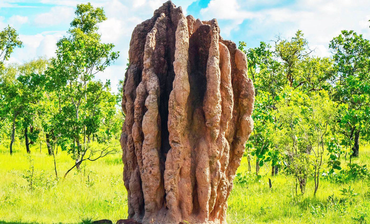 Enormous desert structure built by insects is 4,000 years old and can be seen from space