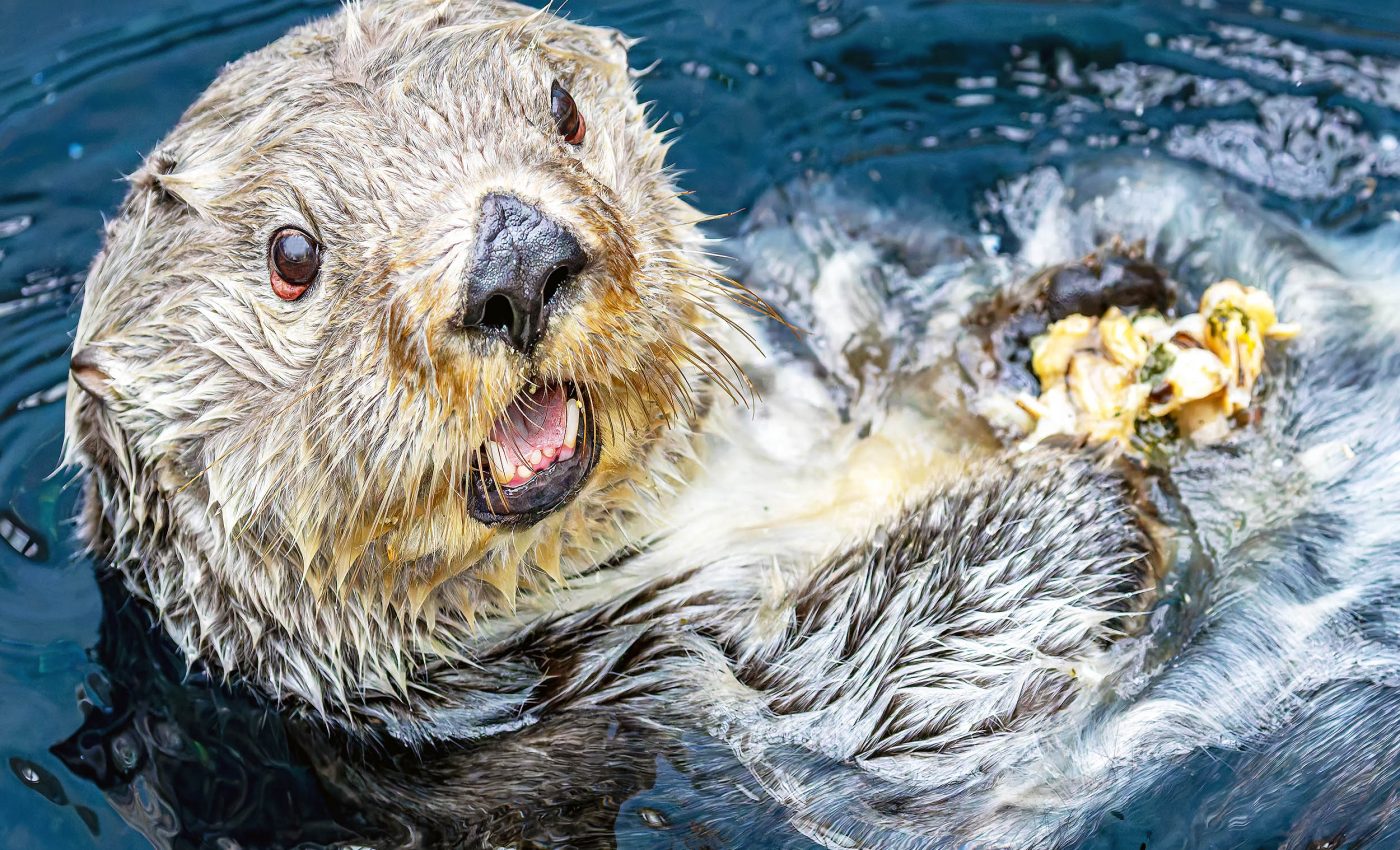 Sea otter populations thrive when sea stars vanish from an area, but why?