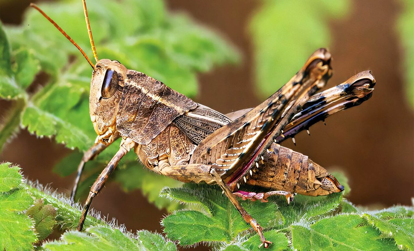 Grasshopper species presumed extinct for 43 years was recently rediscovered