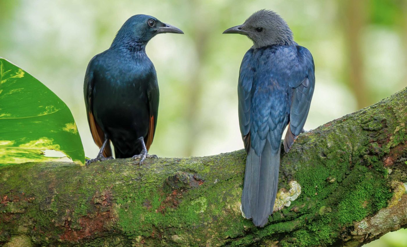 Birds observed exhibiting many behaviors that resemble human friendships