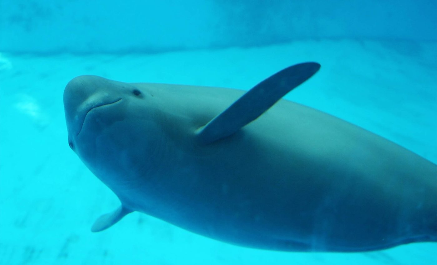 Ancient poems tell the story of how this rare porpoise reached the brink of extinction