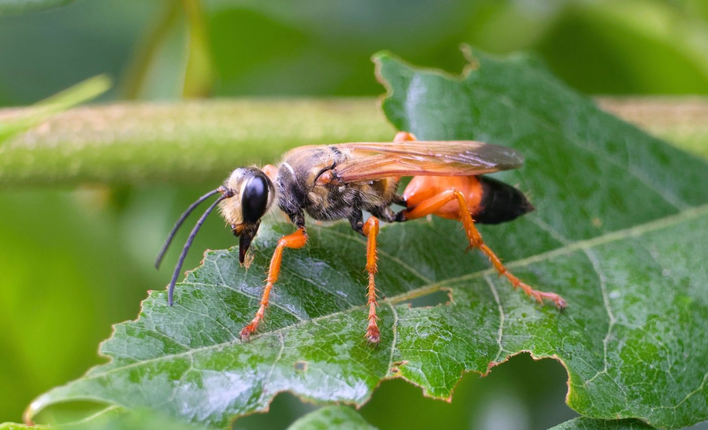 Wasp moms manage multiple nests with remarkable memory