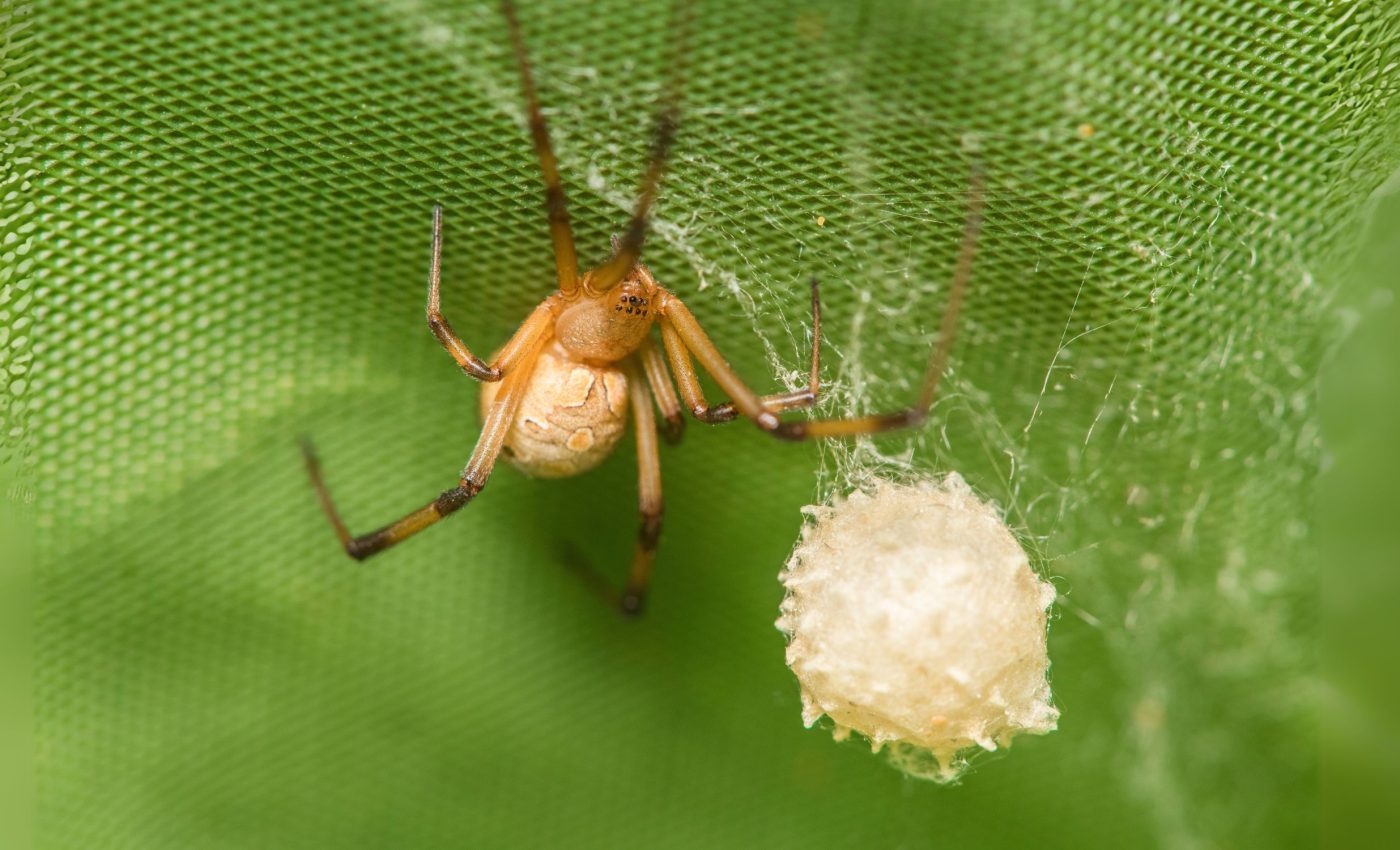 Brown widow spiders protect their young from parasitic wasps