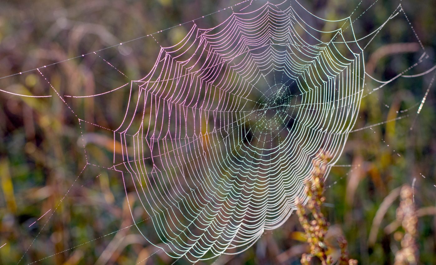 World's first gene-edited spiders spin red silk