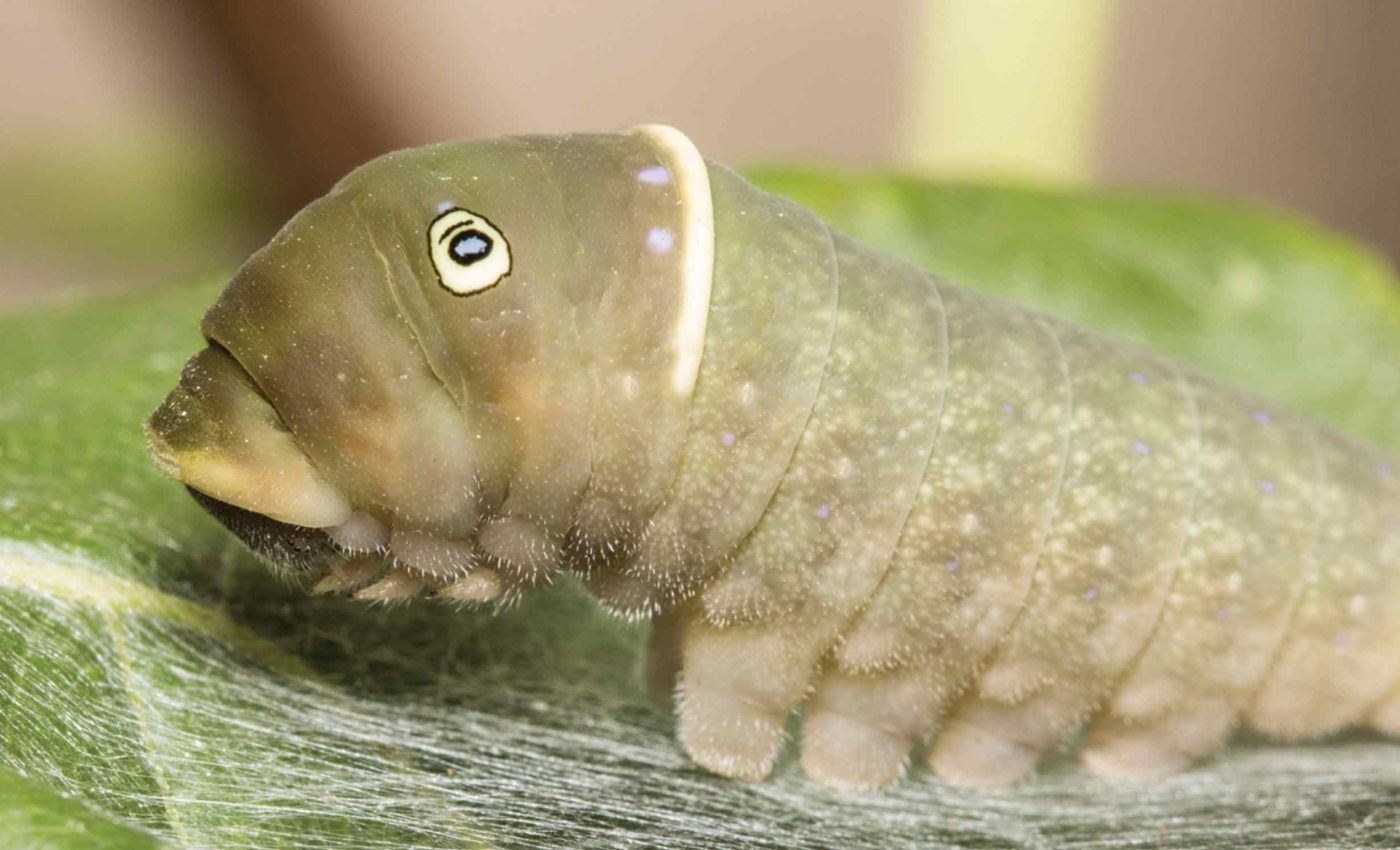 New species of 'tiger swallowtail' butterfly discovered in the U.S. had gone unnoticed by scientists