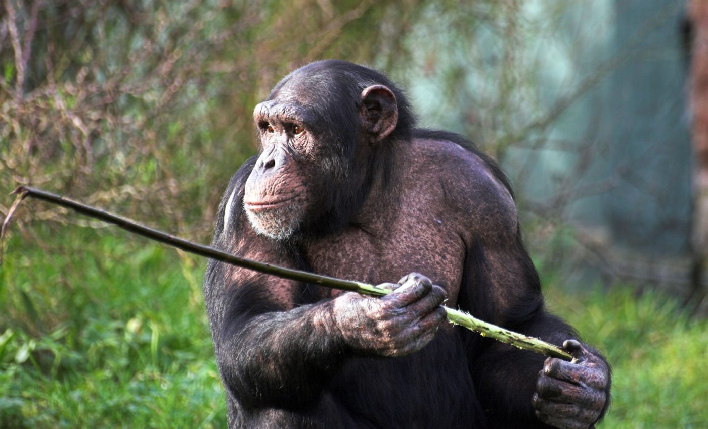 Chimpanzees use rhythmic drumming to communicate in forests