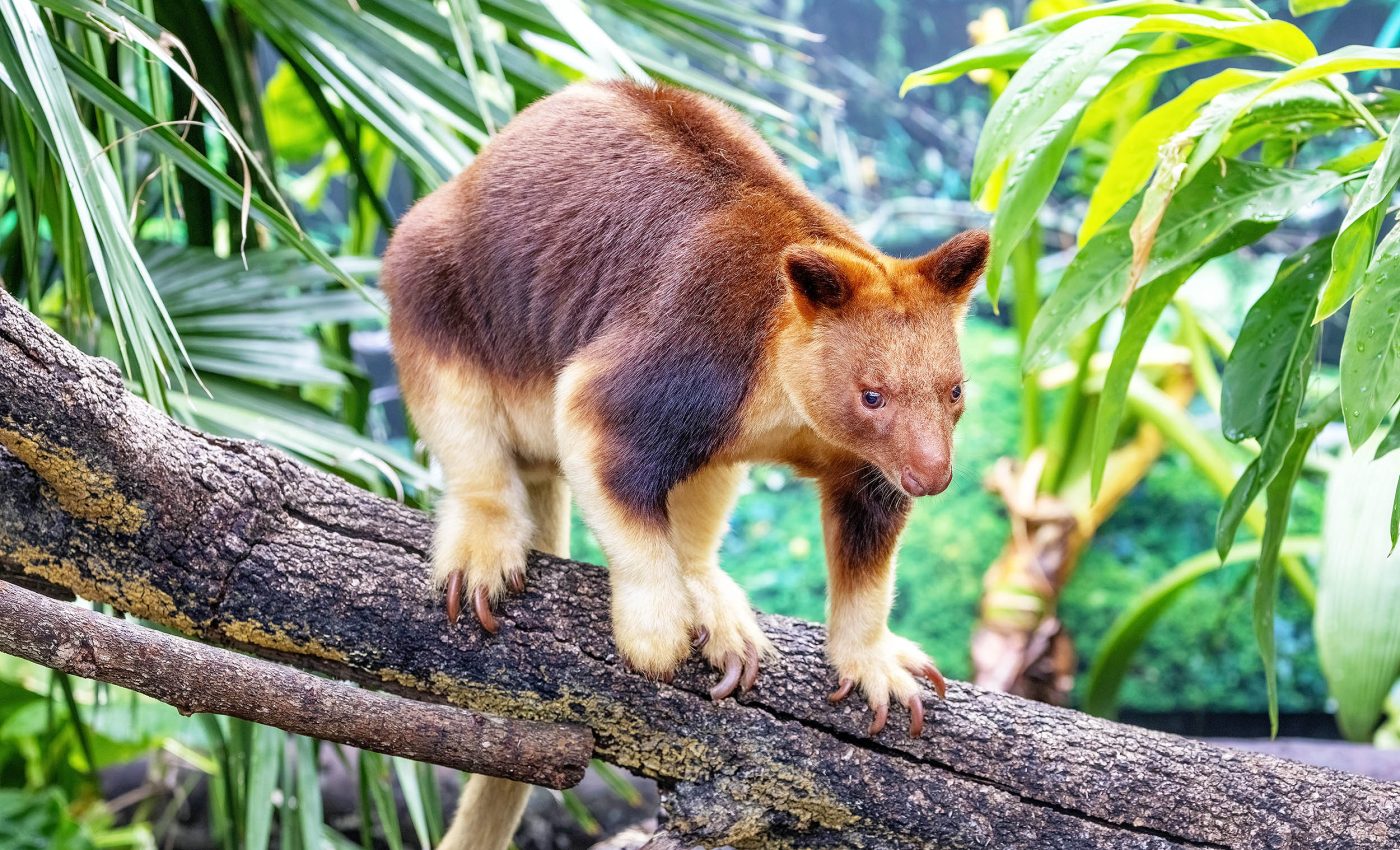 Some mammals have fur that displays a striking glow under UV light