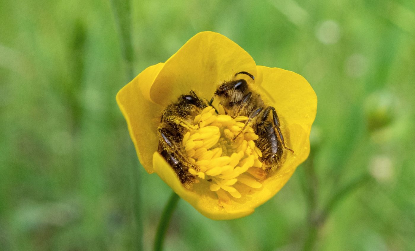 Bees sleep like humans, with similar brain patterns