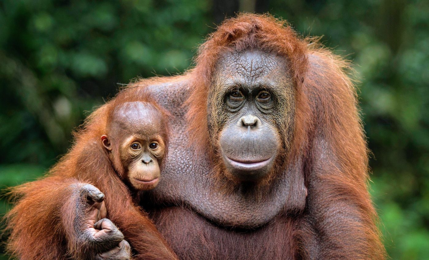 Orangutan mothers have unique parenting styles like humans