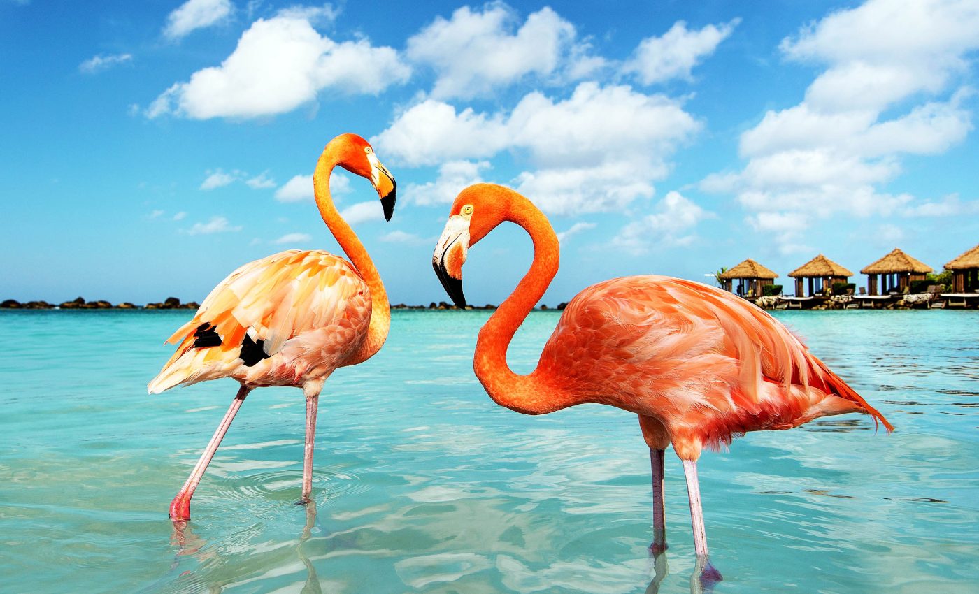 You’ll never guess what flamingos are doing with their feet in the water