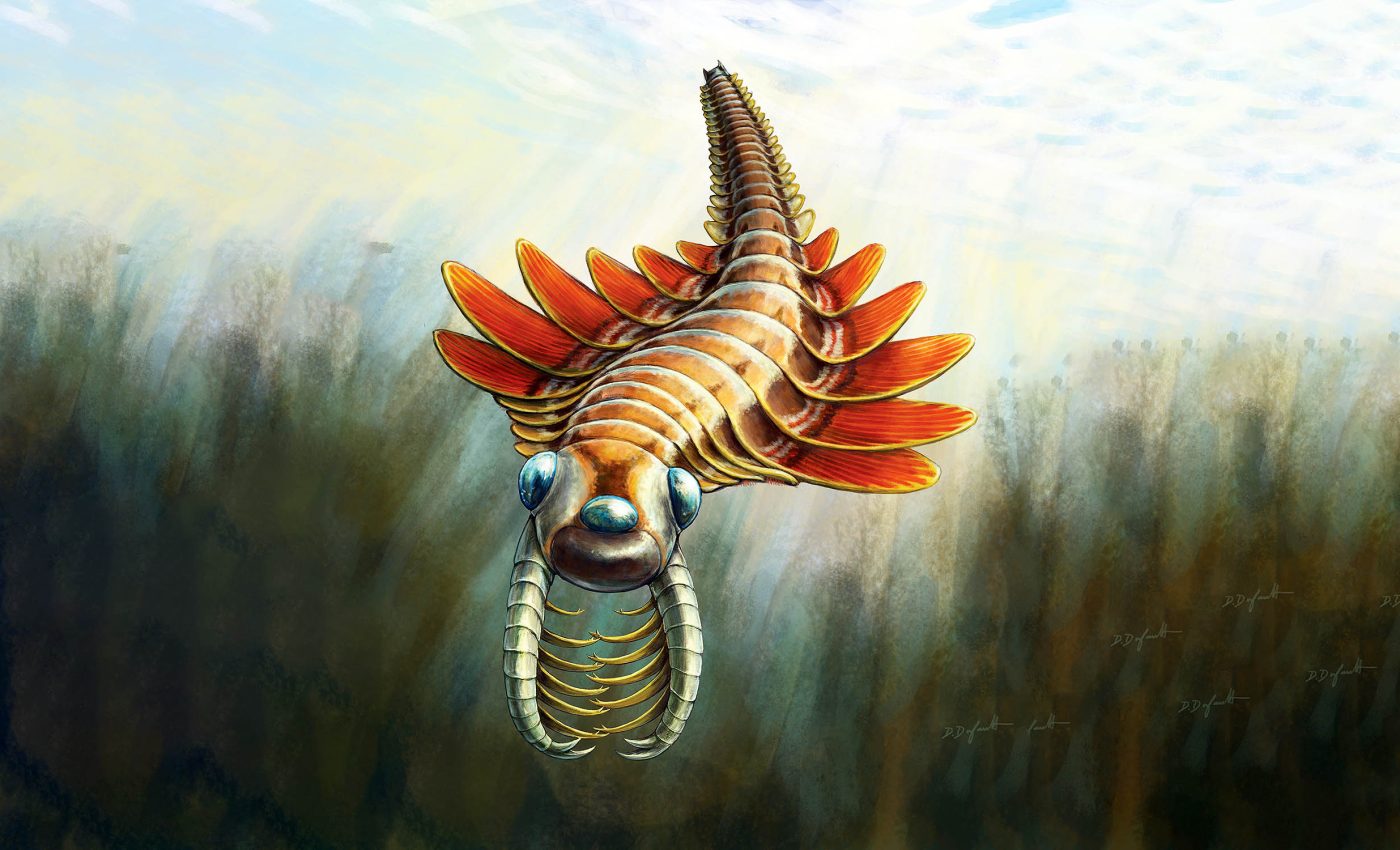 506-million-year-old predator used to swim the Cambrian seas