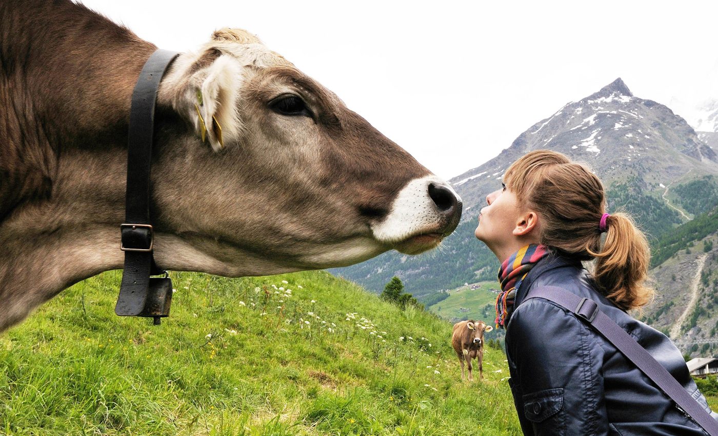 Cows who are 'cuddled' as therapy animals strongly prefer women over men