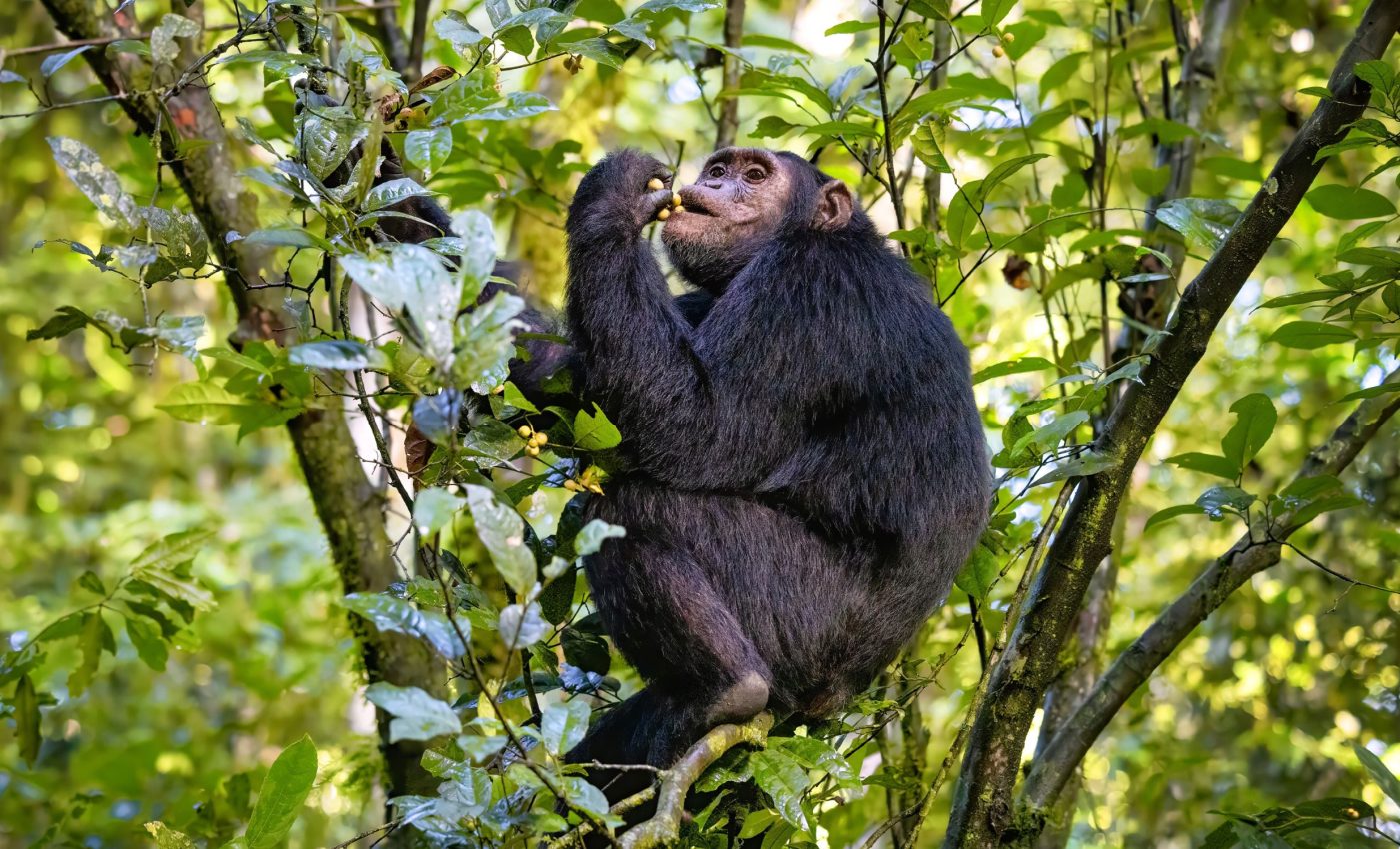 Chimpanzees know which plants to use for healing wounds