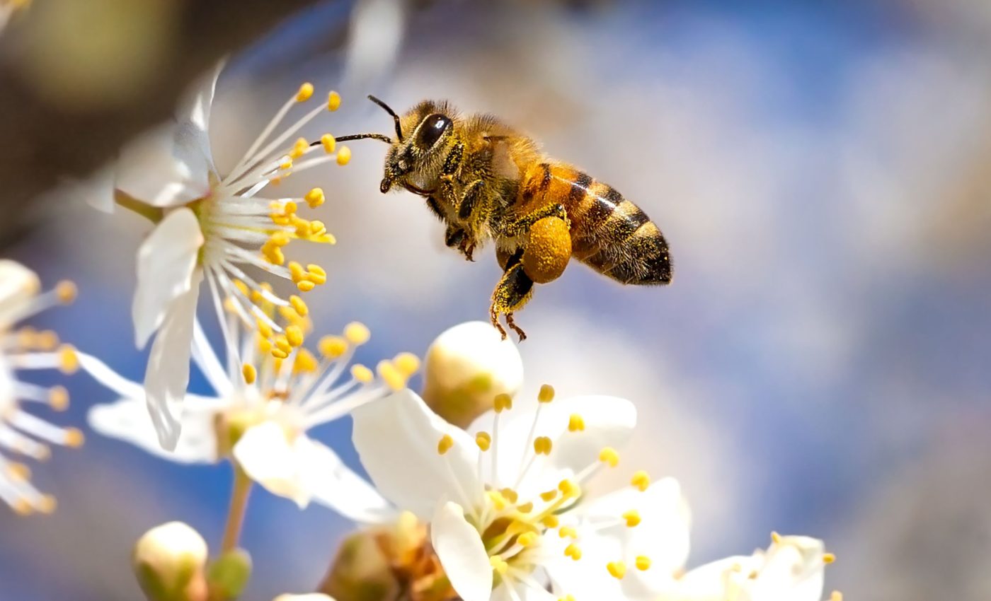 Bee survival depends on more than just pollen abundance
