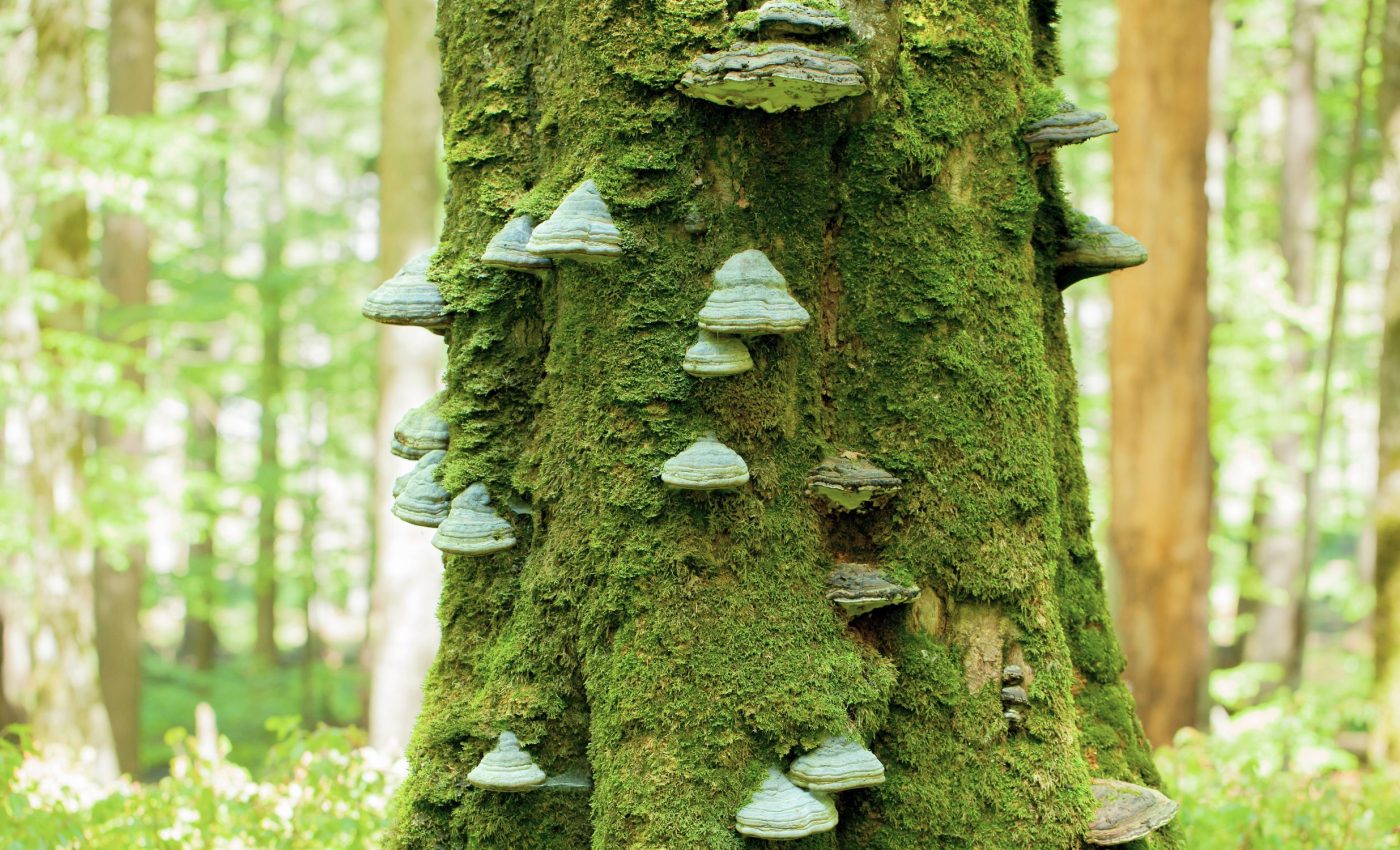 Trees have unique fungi partnerships that help them survive