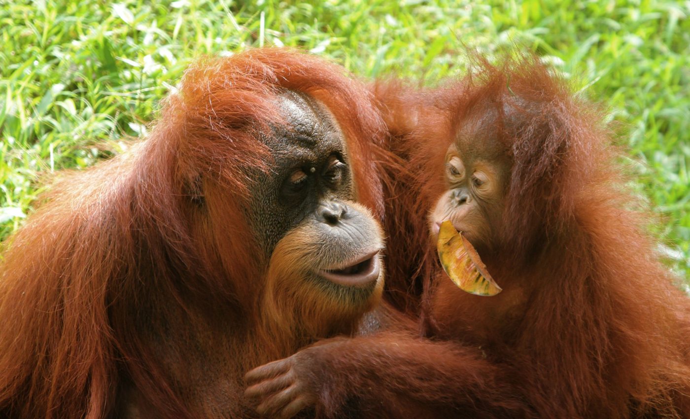 Orangutans use complex vocal patterns found in human language