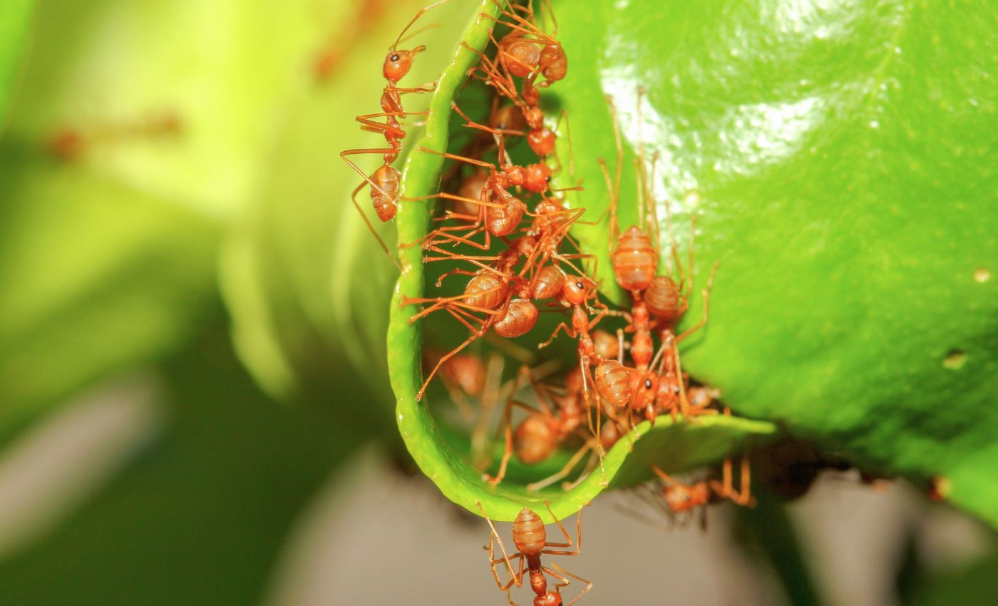 Just a few ants can change an entire colony's social structure