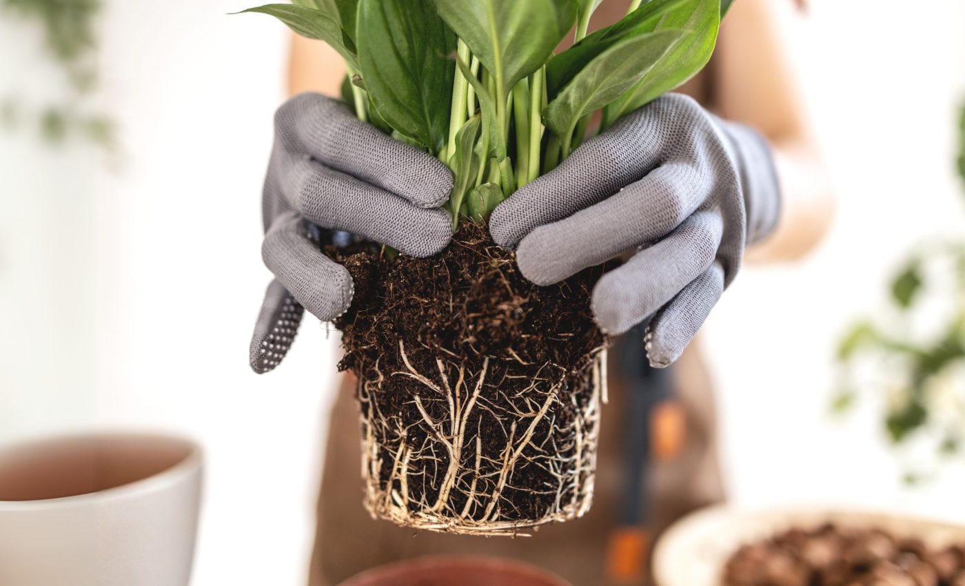 Plant roots defy gravity when water is scarce