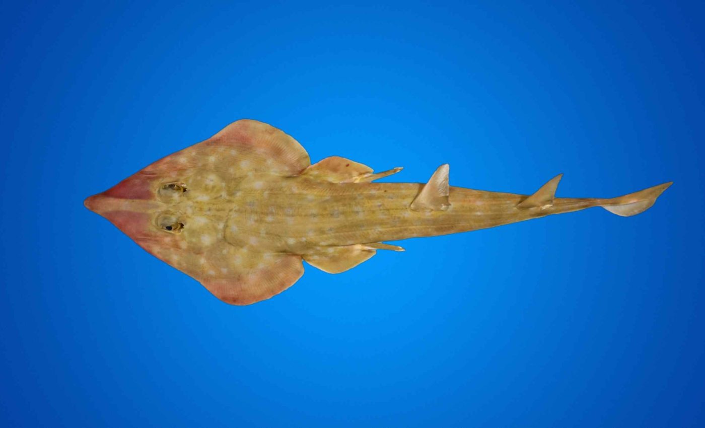 Guitar-shaped ray species, discovered for the first time, lives in the deep ocean