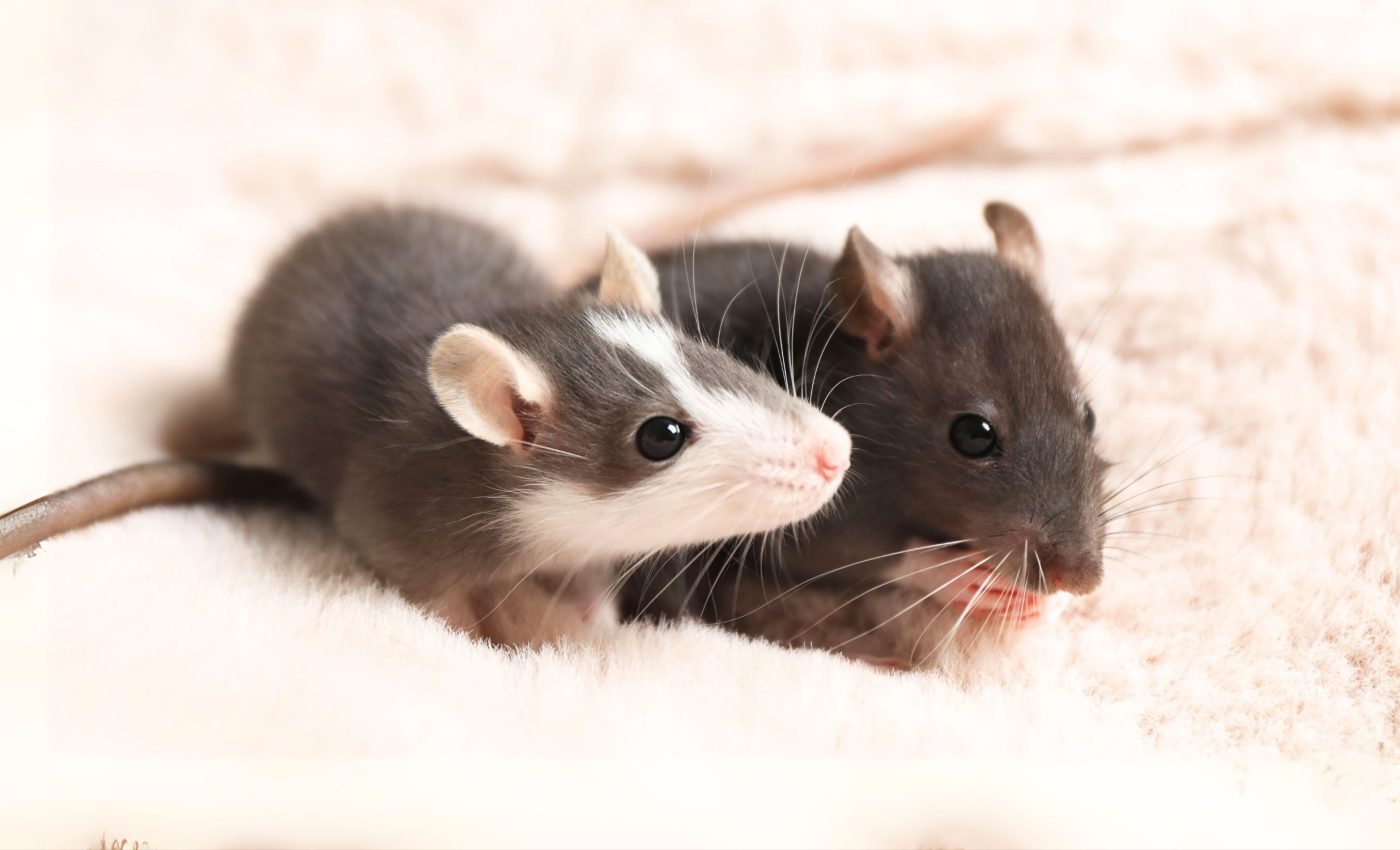 Mice use scent to determine who's the boss