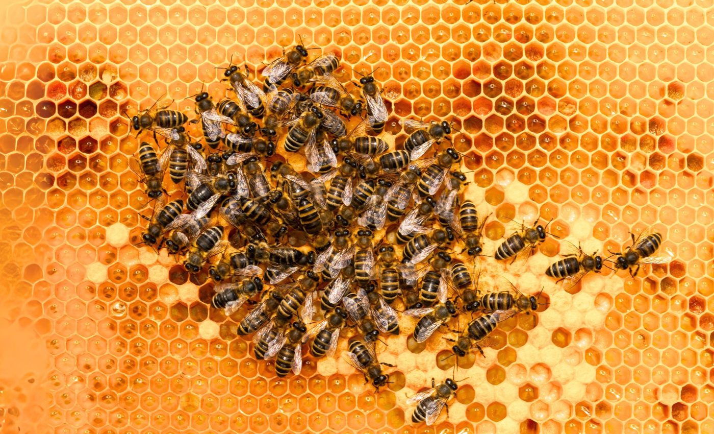 Native bee species face extinction due to honey bee competition