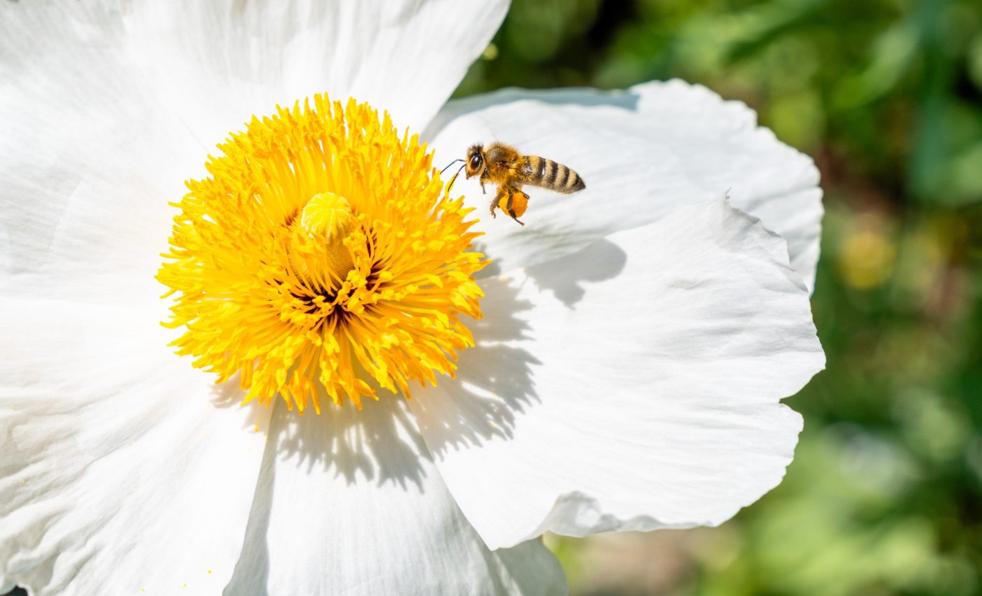 Rising dangers threaten the survival of bees and pollinators