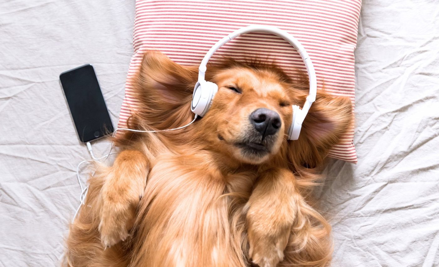 Music reduces anxiety in dogs, cats, and most other animal species