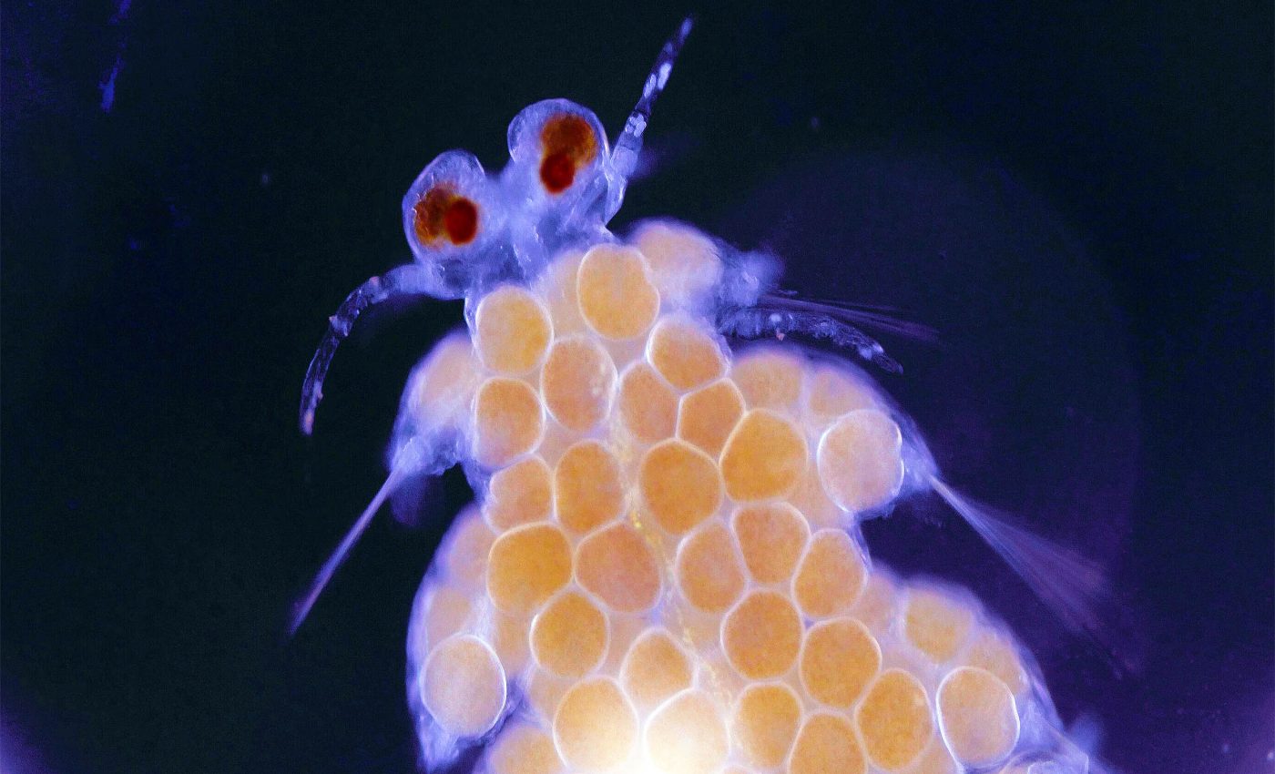 One head of this worm controls hundreds of bodies for one of the world's strangest creatures