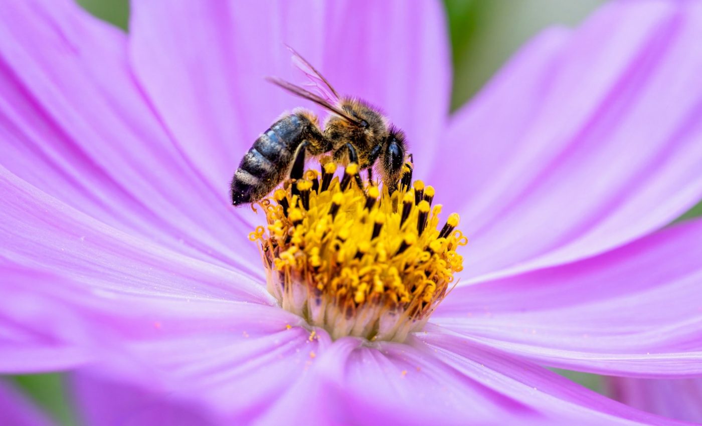 Flowers 'hear' bee sounds and make sweeter nectar in response