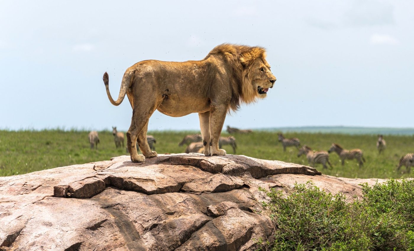 Can lions and farmers coexist? Experts are cautiously optimistic