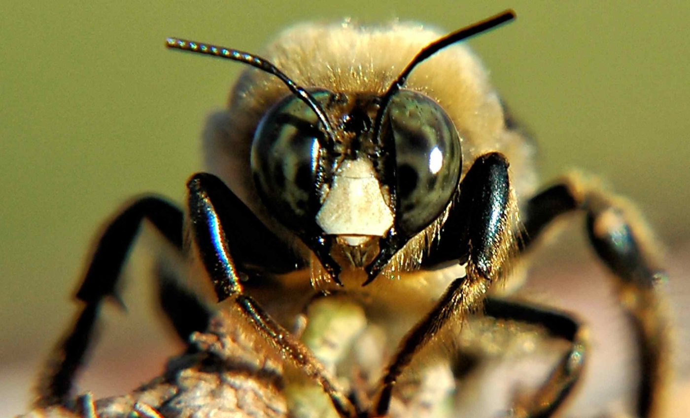 Scientists are highly concerned that so many bee hives have disappeared