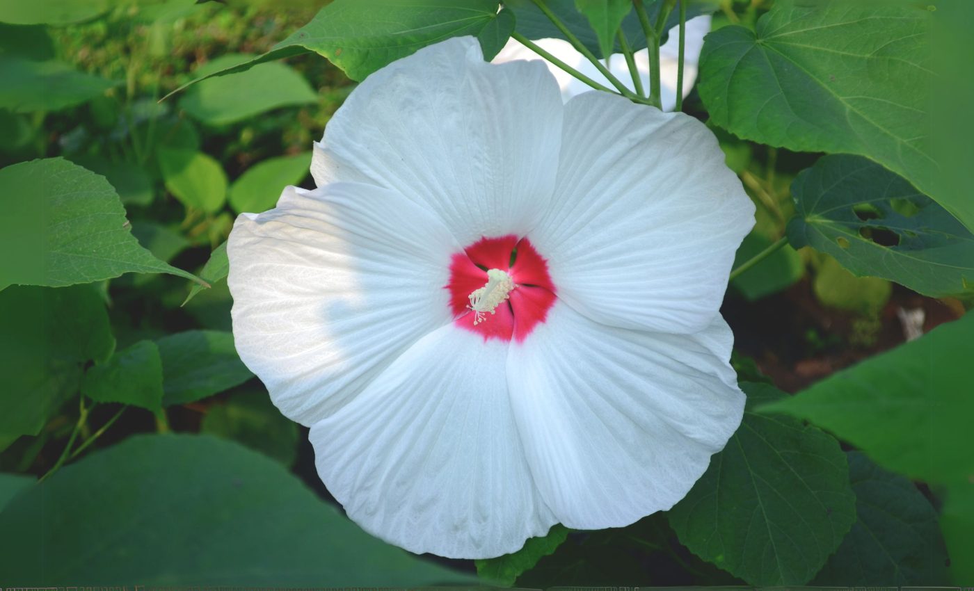 Why some Hibiscus flowers lost their bullseye patterns