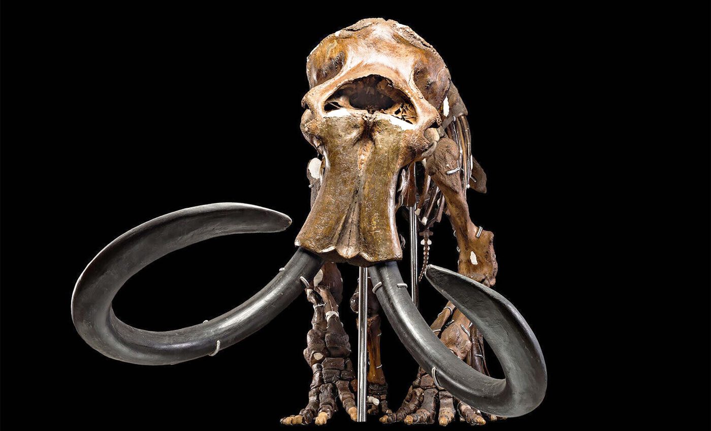 North America was ruled by large mammals 50,000 years ago, now we know why they vanished