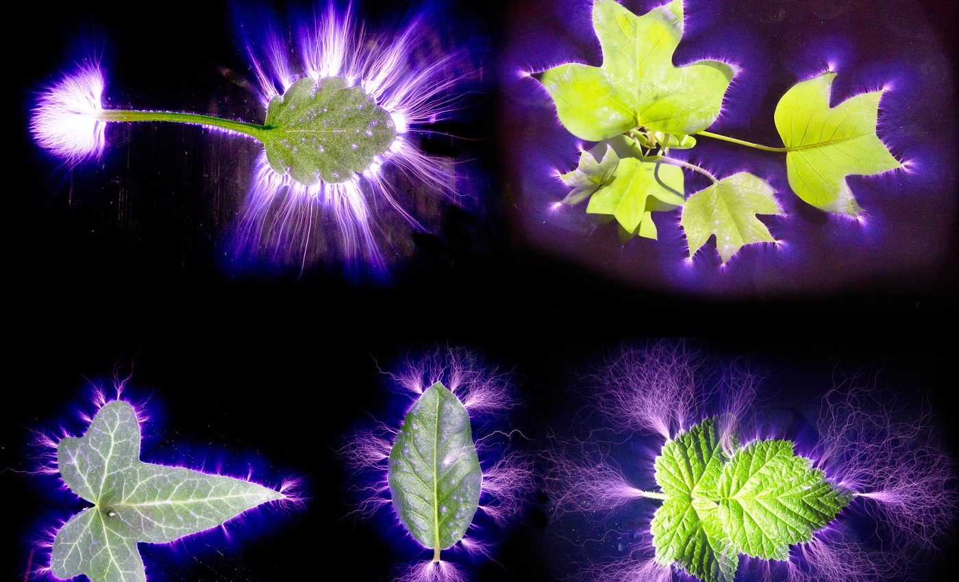 Scientific proof that auras exist? Examining the "phantom leaf effect"