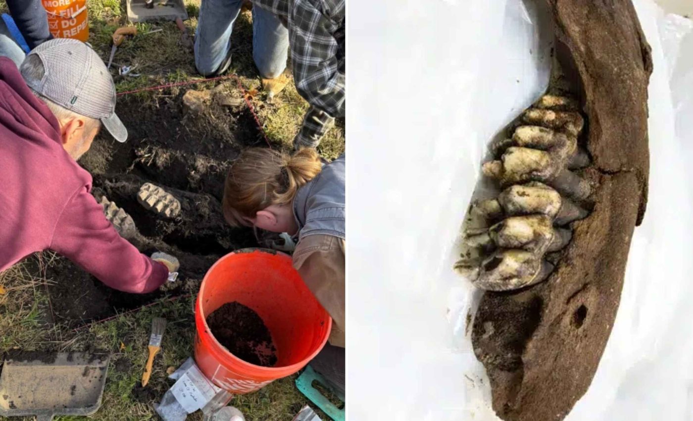 Student discovers a 34,000-year-old mastodon fossil by accident while walking around a farm