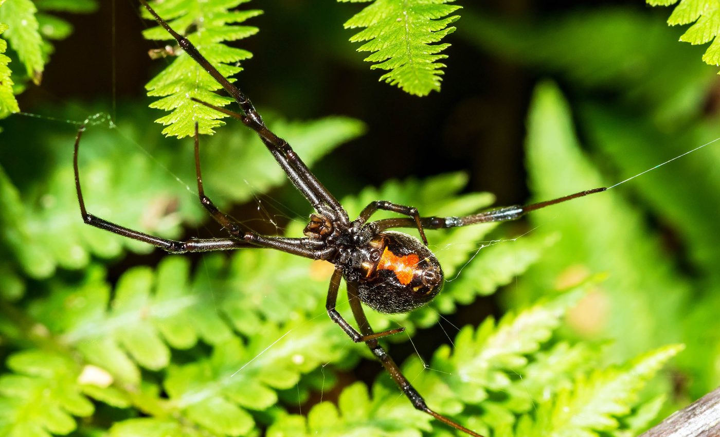 Biologists learn why some spiders have deadlier venom than others