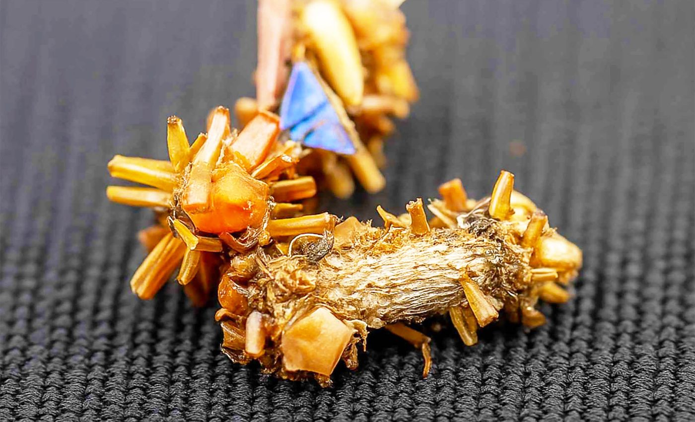 Biologists discover "bone-collecting" caterpillar species that uses dead bugs as camouflage and lives with spiders