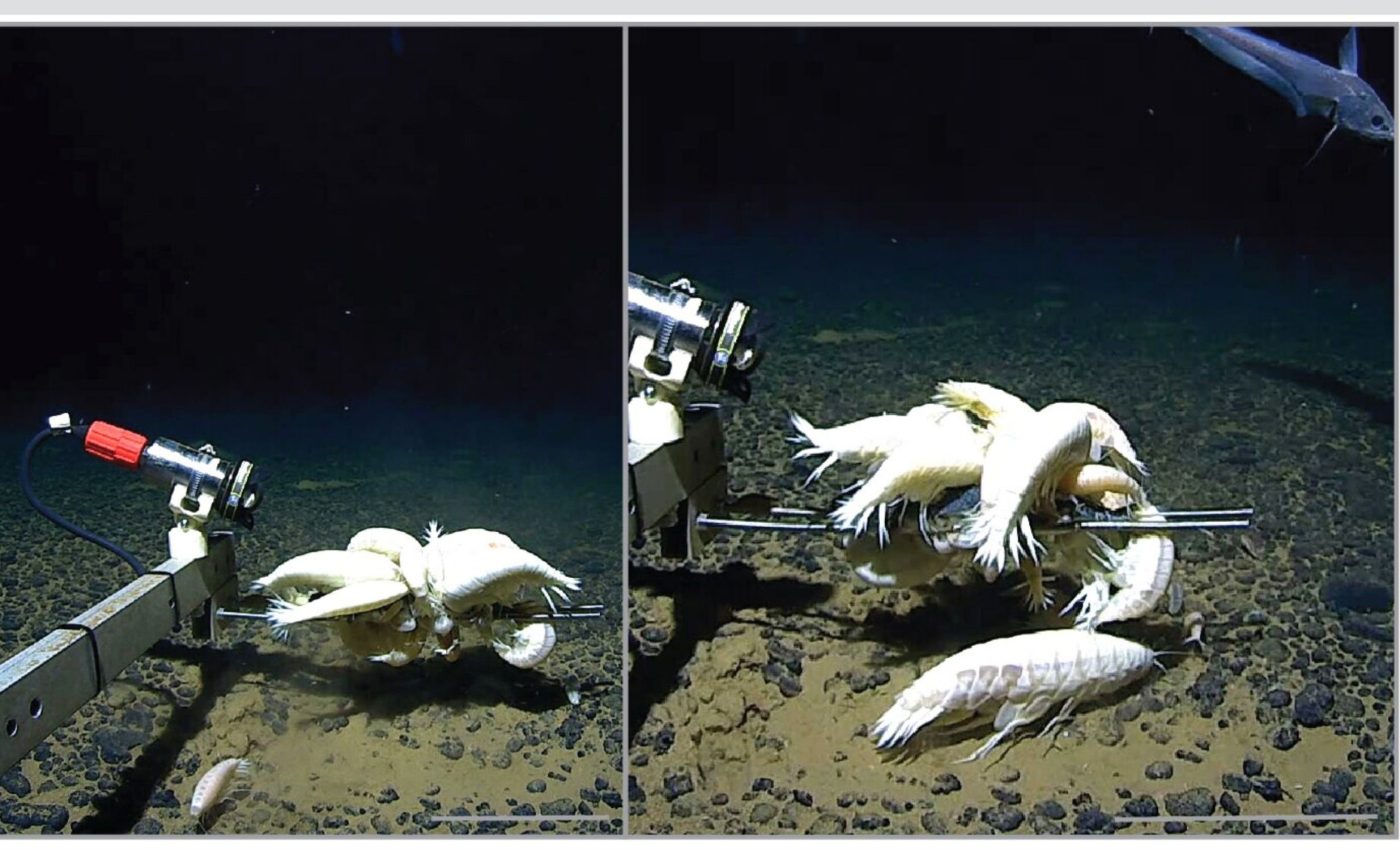 Massive crustaceans, like these giant shrimp, are much more common than scientists believed