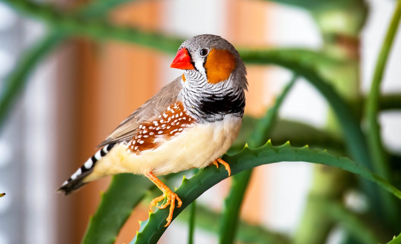Birds learn songs by copying their favorite melodies from other birds