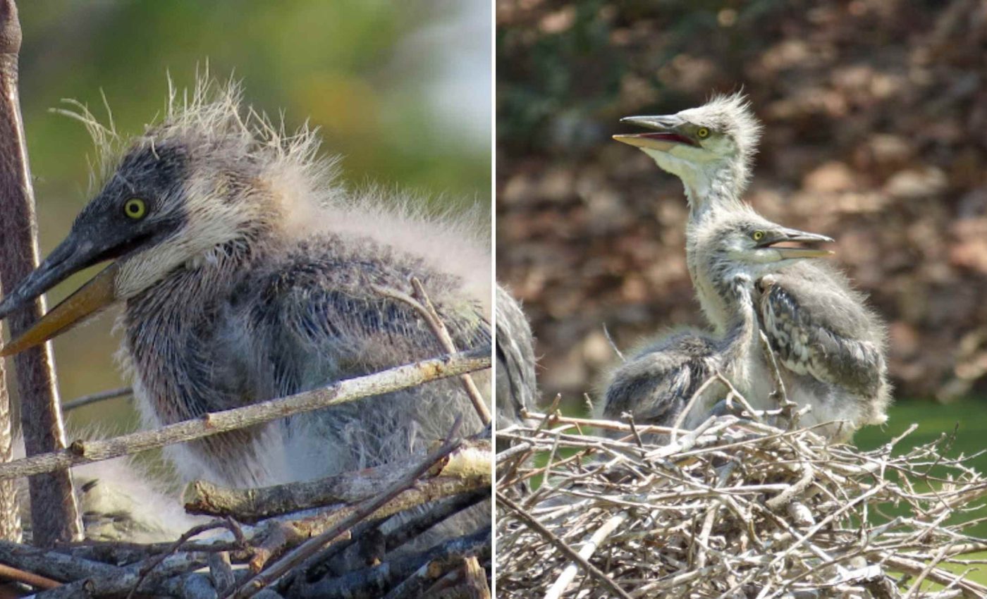 Experts help incubate and raise chicks for critically endangered heron species