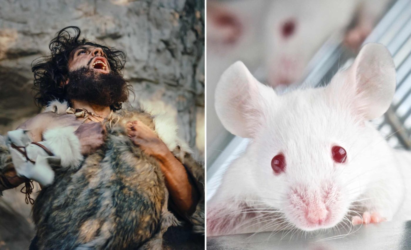 Scientists injected 40,000-year-old Neanderthal DNA into mice, resulting in very unexpected changes
