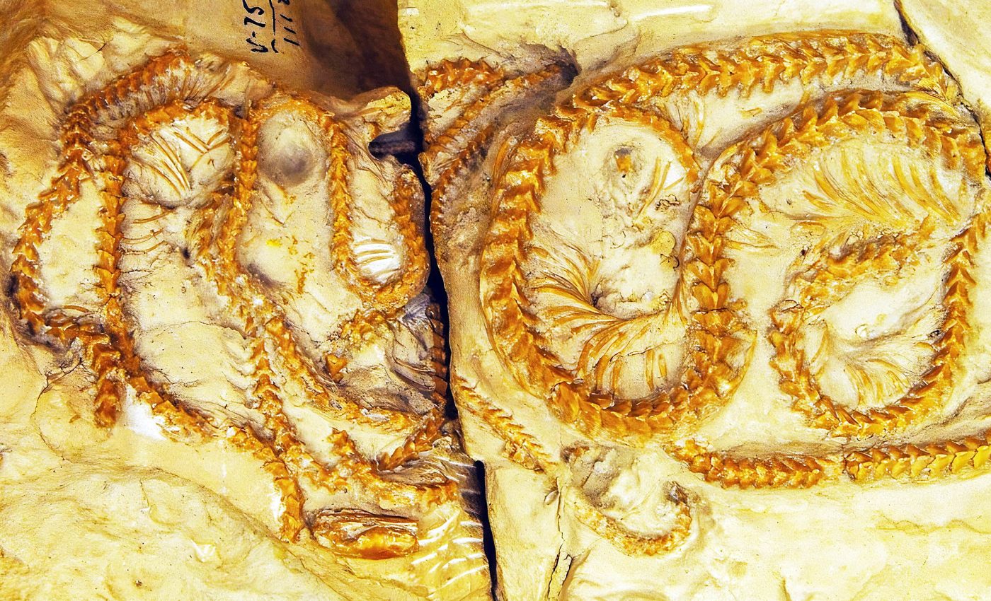 Scientists find 34-million-year-old snake that changes our understanding of evolution