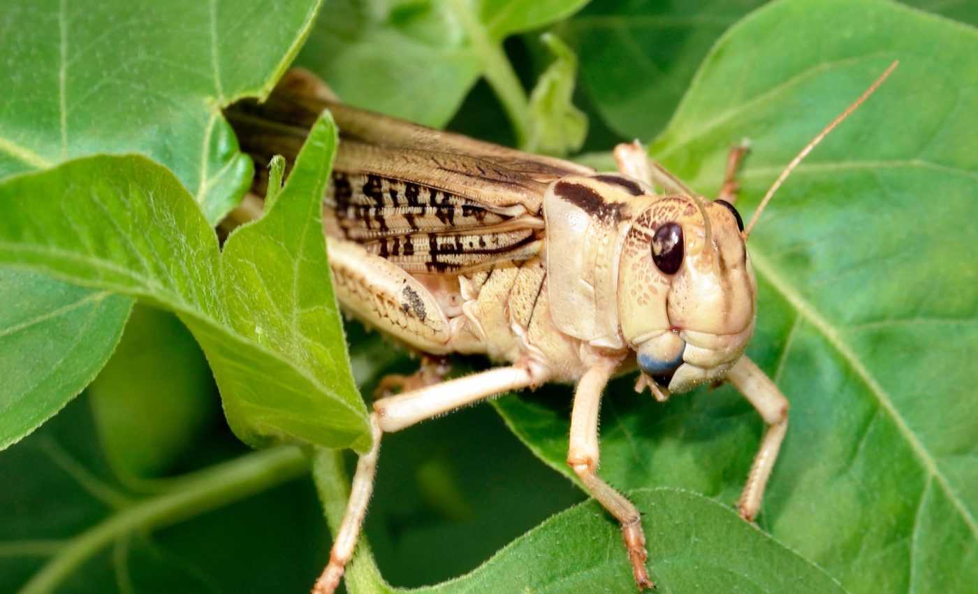 Desert locust mothers give babies survival 'lunchboxes' for drought
