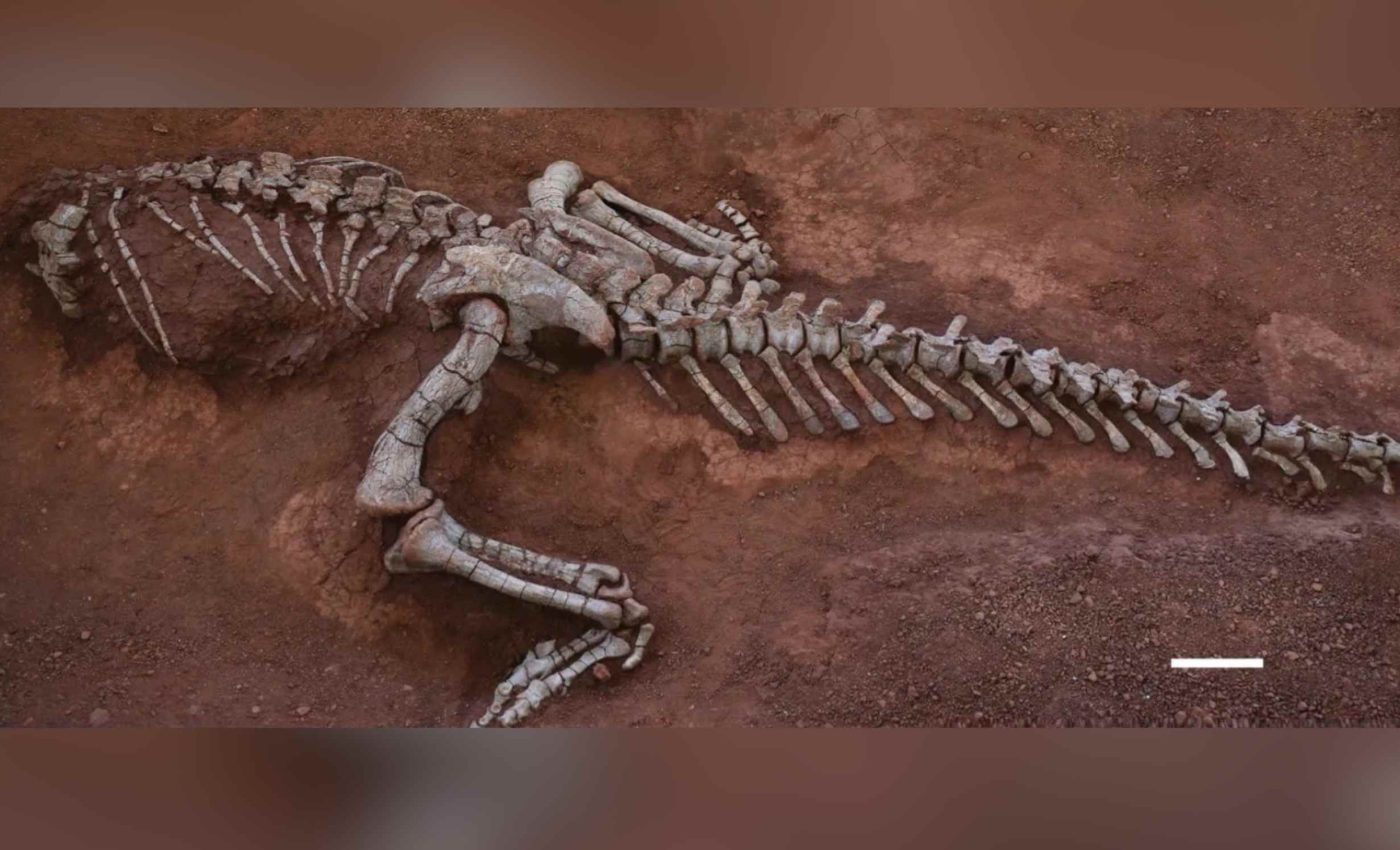 Scientists discover a 33-foot Jurassic giant, twice as big as its cousin