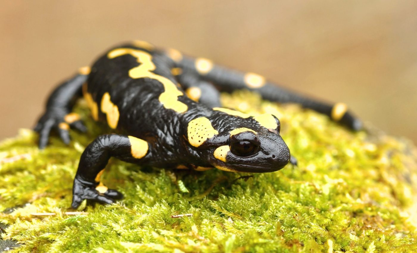 Amphibians are vanishing as climate and drought worsen globally
